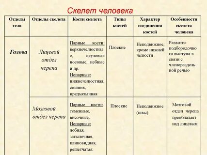 Скелет туловища конспект 8 класс