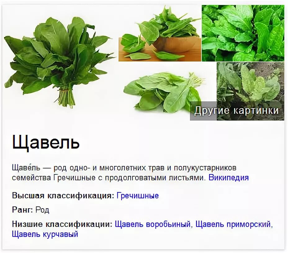 Щавель на какой слог. Щавель ударение. ударение в слове щавель. щавель ударение правильное. щавель ударение ударение в слове.