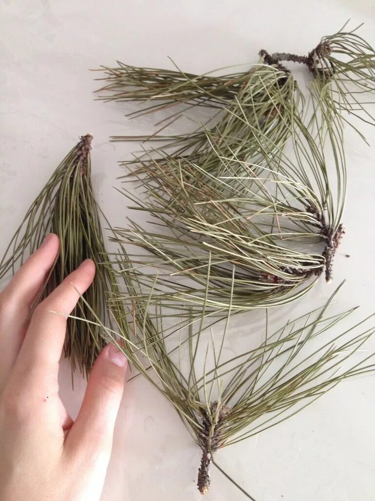 Еловая ветвь из гофрированной бумаги. Елка из веток ели. Как сделать хвою. Как сделать хвою. Еловая ветка своими руками.