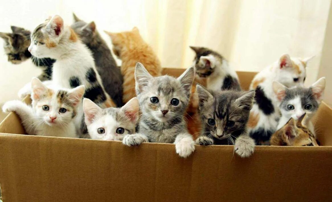 Некоторые кошки