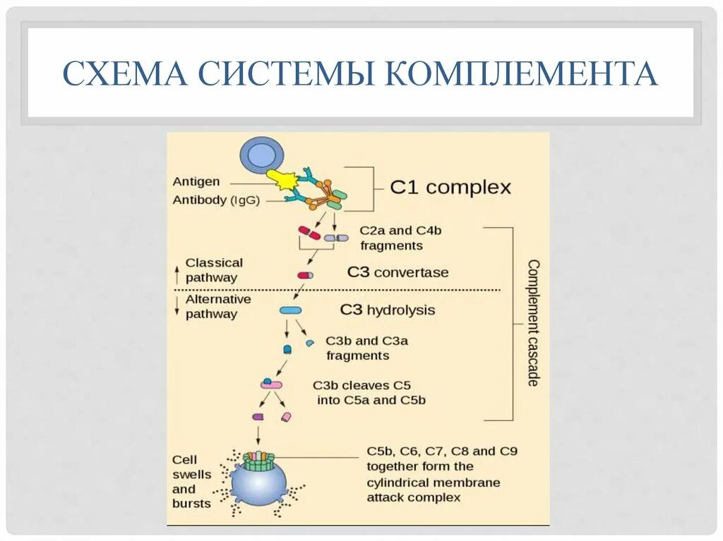 Комплемент иммунитет