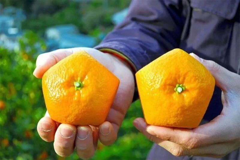 Огромные мандарины. Фрукты необычной формы. Квадратный апельсин. Необычный апельсин. Необычные овощи.