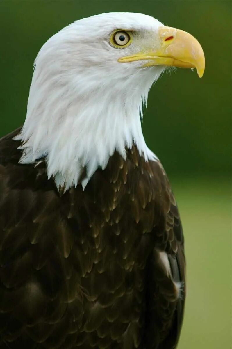 Птицы типа орла. Haliaeetus leucocephalus. "Белоголовый Орлан". Грифовый Орлан. Белоголовый ястреб.