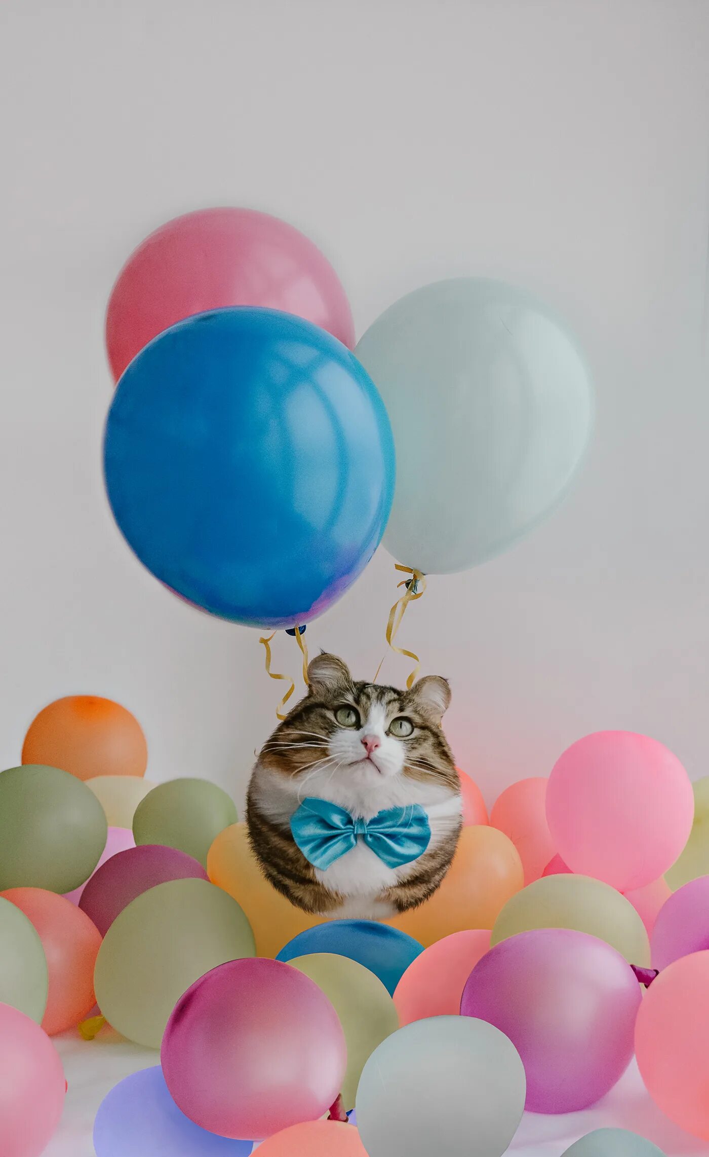 Котю шарики
