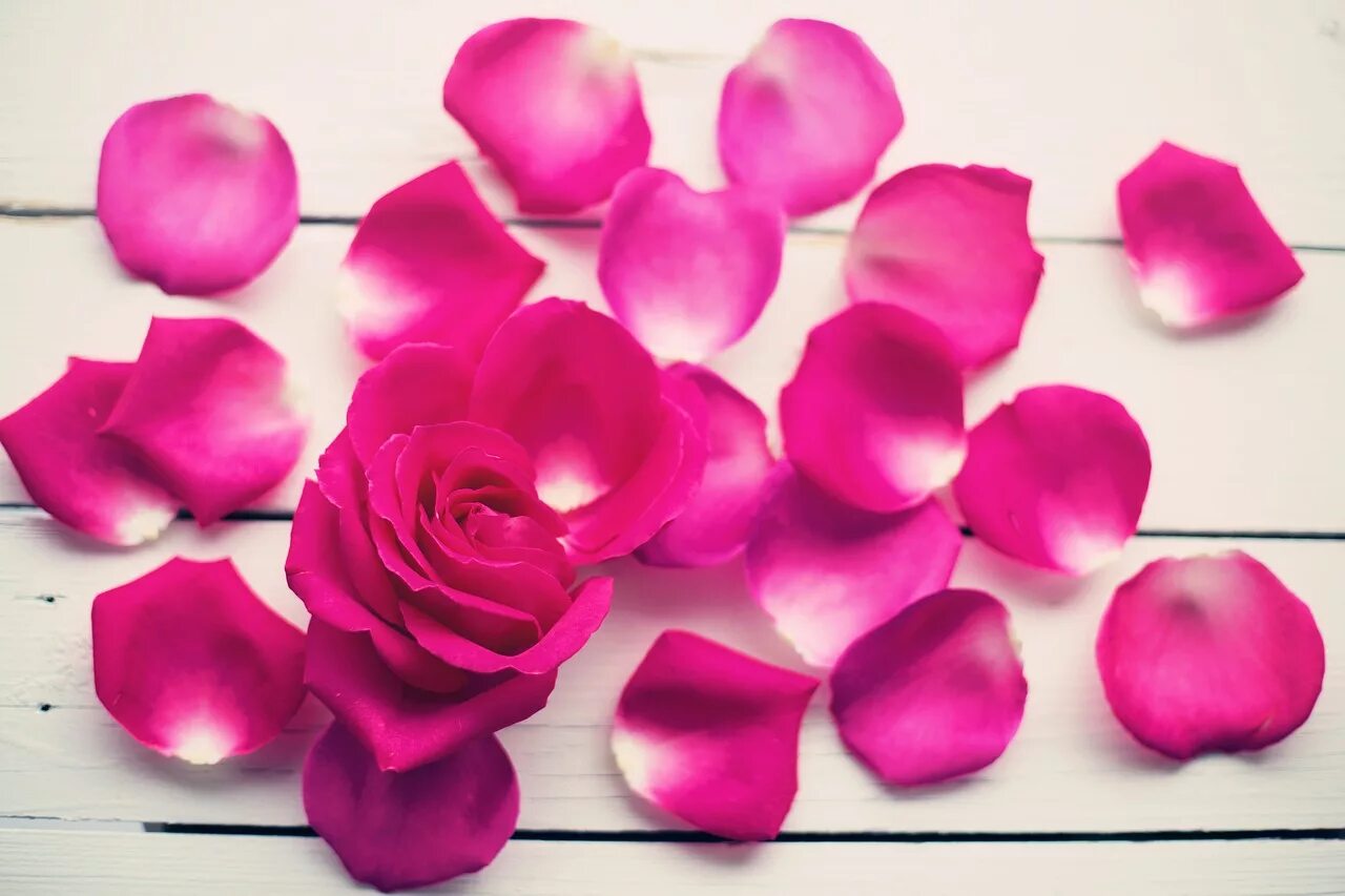Нежно лепестками роз. Лепестки роз. Лепестки розовых роз. Розовые лепестки. Цветочек розовый.
