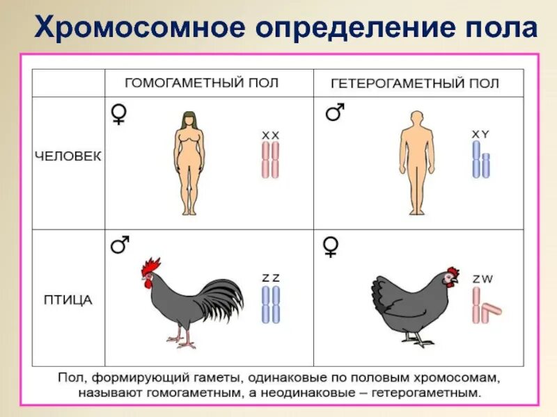 Мужской пол у человека является гетерогаметным. Хромосомная теория генетика пола. основные типы хромосомного определения пола у животных. теория определение пола генетика. хромосомный метод определения пола.