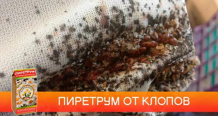 Какой запах не любят клопы. Тайфун порошок от клоп. тайфун средство от клопов. клопы и порошок. тайфун уничтожение клопов.