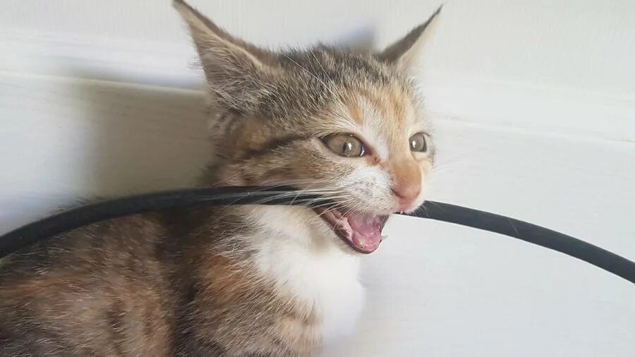 Почему котенок все грызет. Кошка перегрызла провод. котик перегрызает провод. кот перегрыз провод. кот грызет провода.
