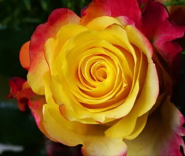 Rose noble