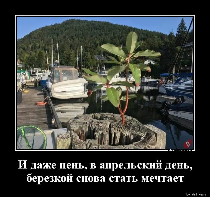 Журчат ручьи и тает лед. Весне дорогу картинки с надписями. И даже пень в апрельский. И даже пень в весенний день березкой снова стать мечтает. И даже пень в весенний день.