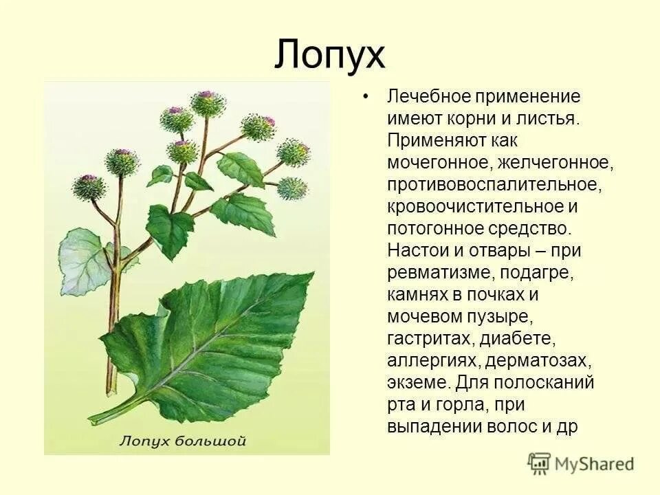 Какие листья используют в медицине