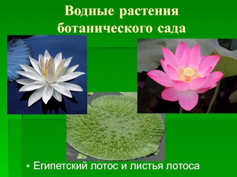 Сад содержащий коллекции охраняемых растений. Растения из ботанического сада. растения в ботаническом саду 1 класс. охрана растений ботанические сады. растения из ботанического сада для детей 1 класса.