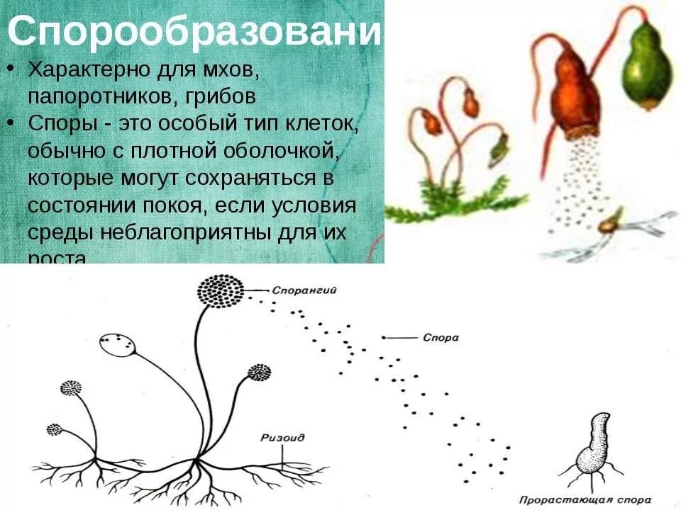 Размножение с помощью спор половое размножение. Образование спор размножение. бесполое размножение спорообразование 9 класс. споруляция у мхов тип размножения. образование спор у папоротника.