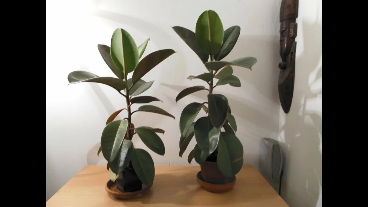 Ficus 'Burgundy' Rubber Fig 10" Pot - Hello Hello Plants