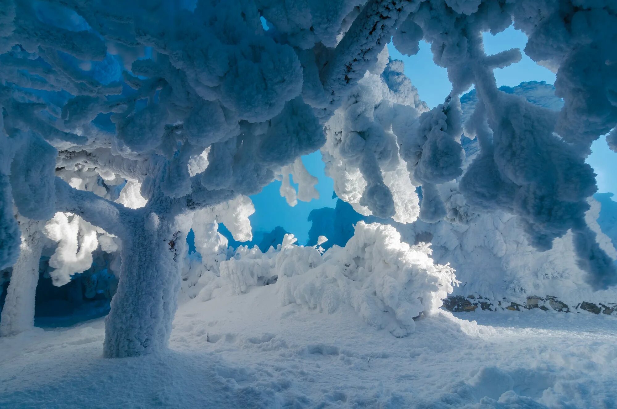 Где снег и мороз. Зимнее чудо. Чудеса зимней природы. Ледяные чудеса природы. Ледяное дерево.
