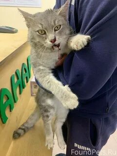 Кот березовский свердловская область