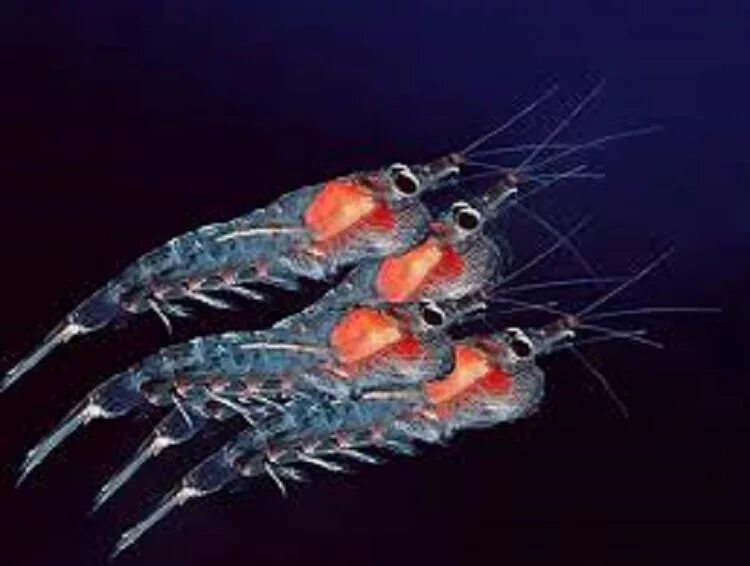 Антарктическая креветка криль. Криль зоопланктон. Криль ракообразные. Моллюск криль.