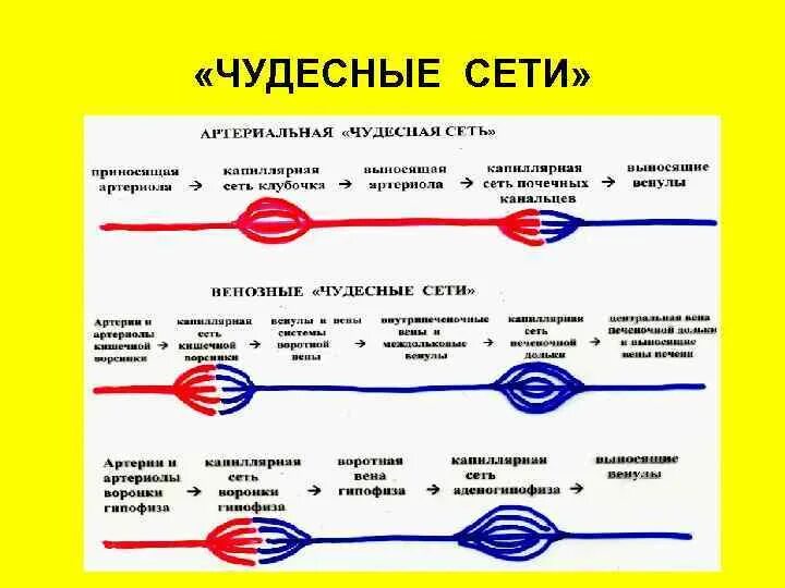 Чудесная сеть анатомия. Строение чудесной сети почки. Чудесная сеть анатомия. Вторичная капиллярная сеть почки. Чудесная сеть капилляров почки.