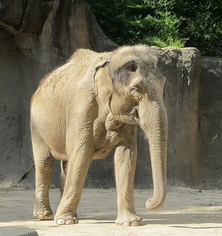 Слон альбинос. Африканский слон альбинос. Слоны альбиносы фото. Альбиносы животные слон.