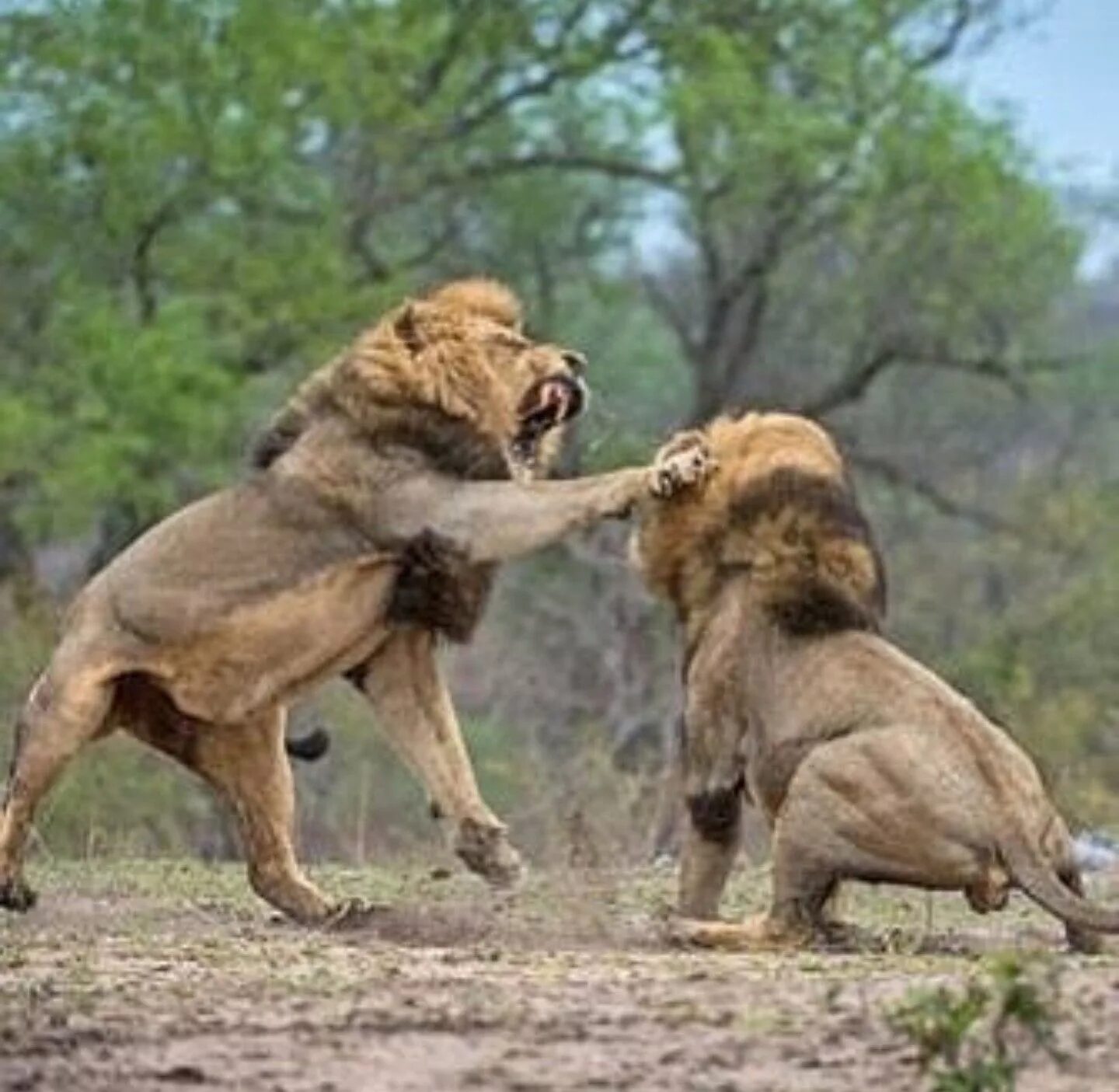 Схватка львов. Битва Львов за Прайд. Львы дерутся. Африканский Лев. Лев в прыжке.