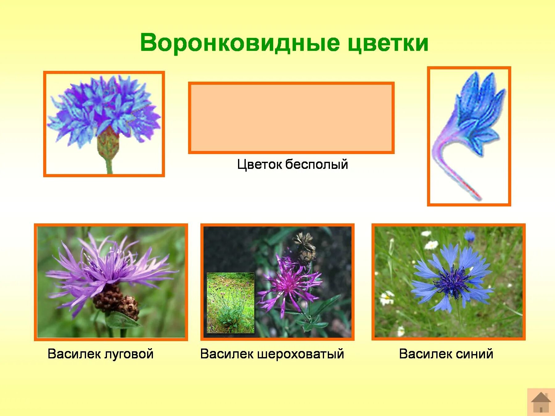 Сложноцветные воронковидные. Семейство Астровые Василек. Василек семейство сложноцветных. Формула цветка воронковидные цветки Василек.