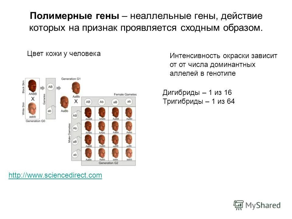 Аллельные гены окраски. Полимерия генетика. Полимерное действие генов. Полимерное действие генов примеры. Полимерное наследование генов.