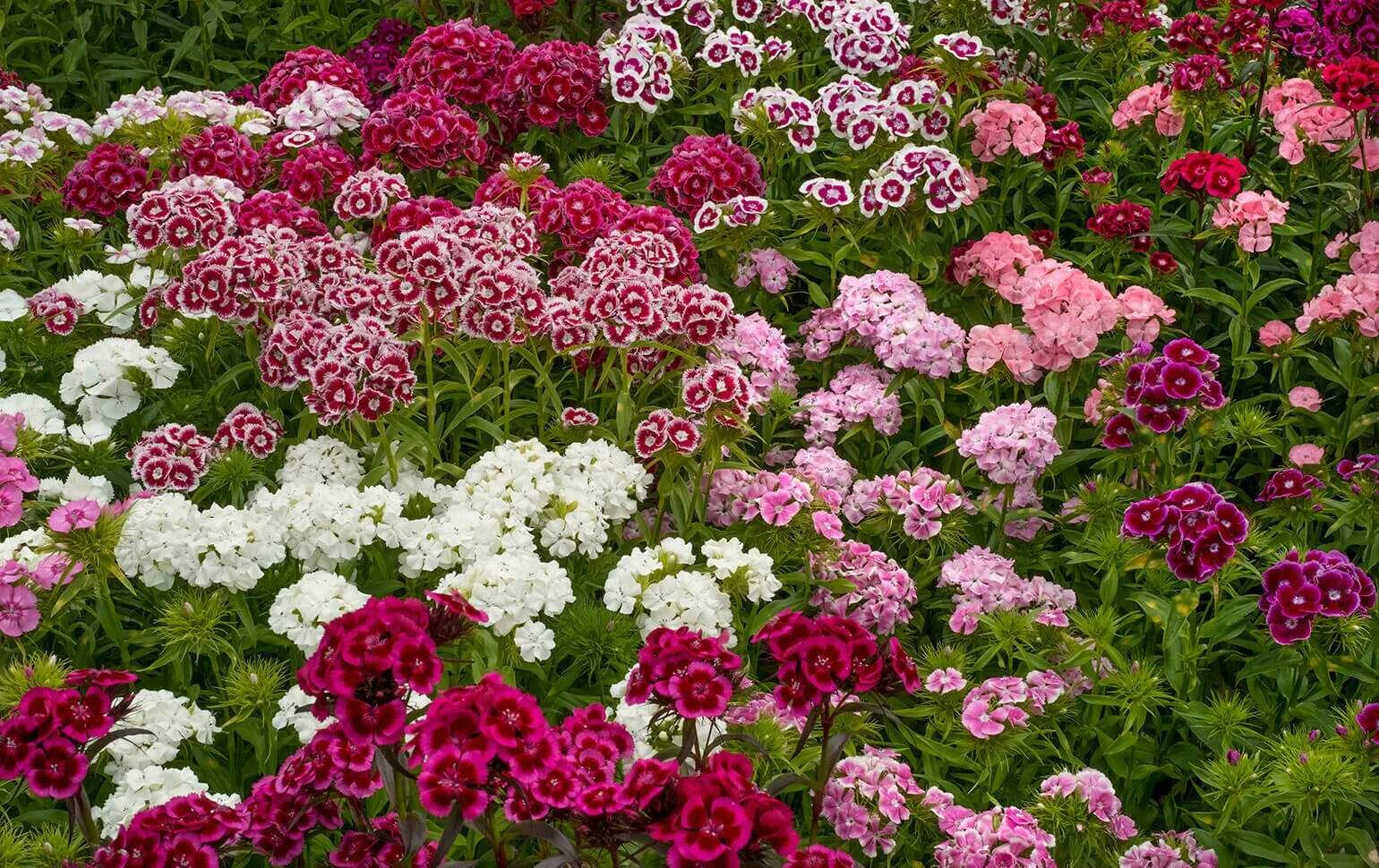 Гвоздика выращивание и уход. Гвоздика Садовая Баэнигна. Гвоздика Dianthus chinensis. Турецкая гвоздика многолетка. Гвоздика Садовая низкорослая.