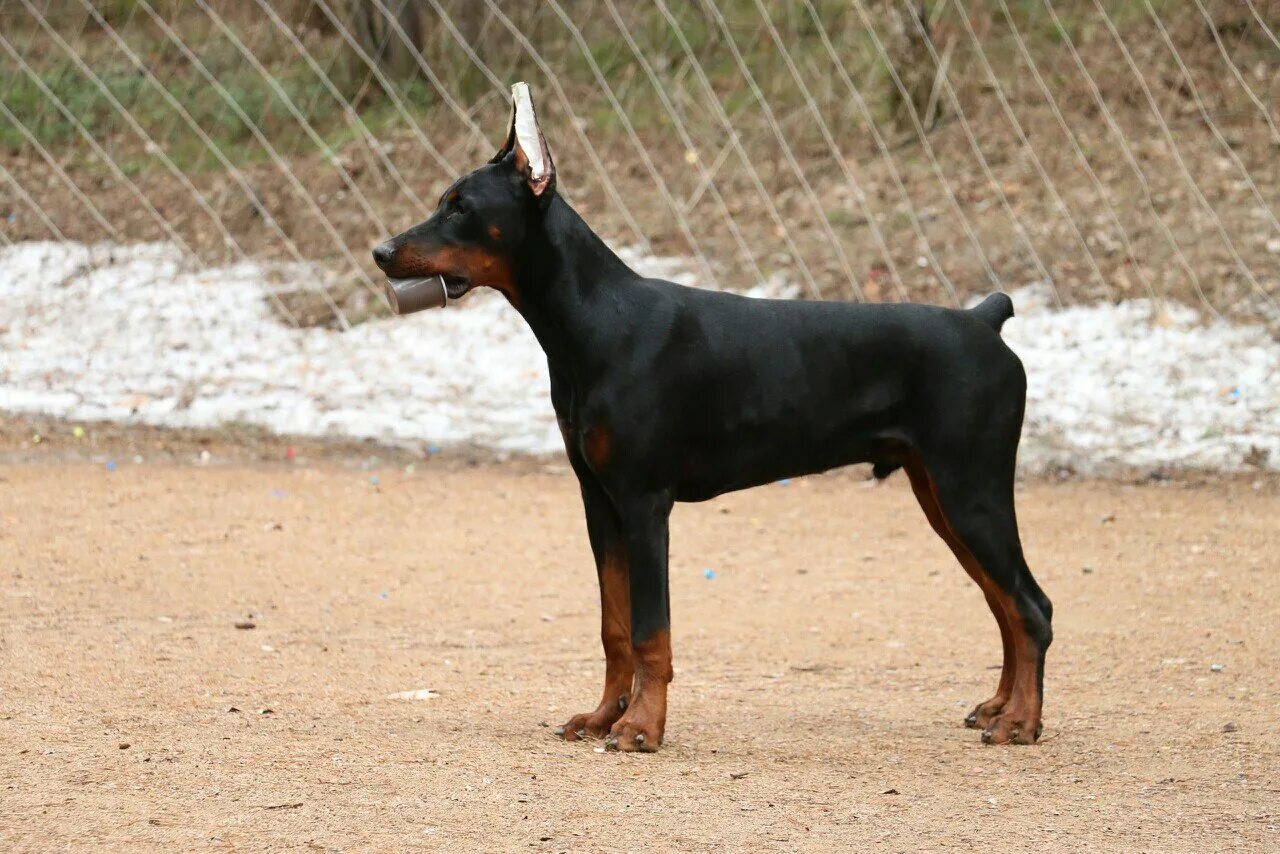 Помесь добермана. Доберман сидор прайд оф. Доберман чемпион мира некупированный. Sitting doberman. Черный доберман некупированный.