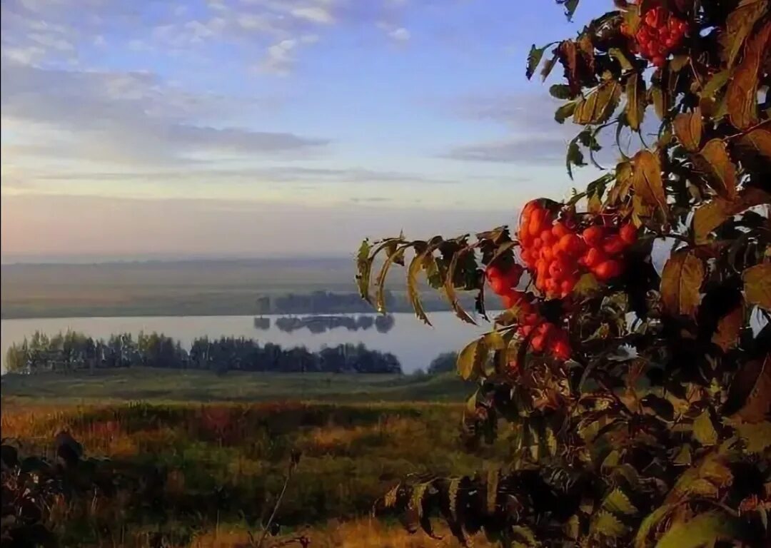 Занялась рябина зорькой алою. Рябиновый рассвет. Рябина на рассвете. Рябина у реки. Рябиновый закат.