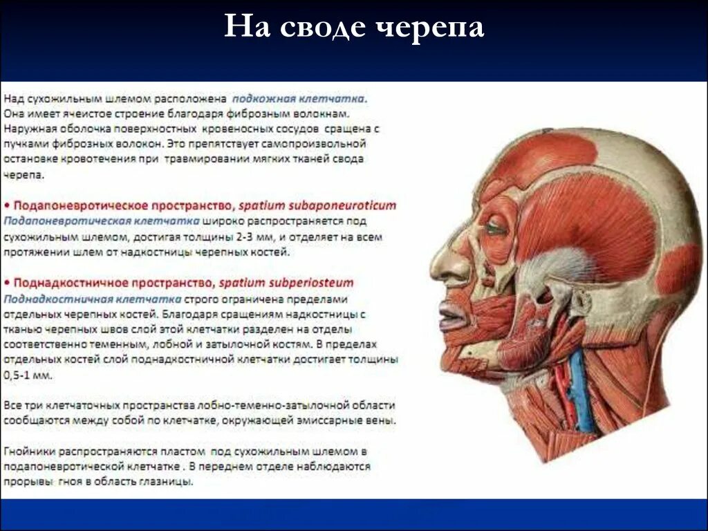 Ткани лба. Топографическая анатомия лобно-теменно-затылочной области головы. Мышцы лобно теменно затылочной области. Клетчаточные пространства свода черепа. Клетчаточные пространства головы свод черепа.