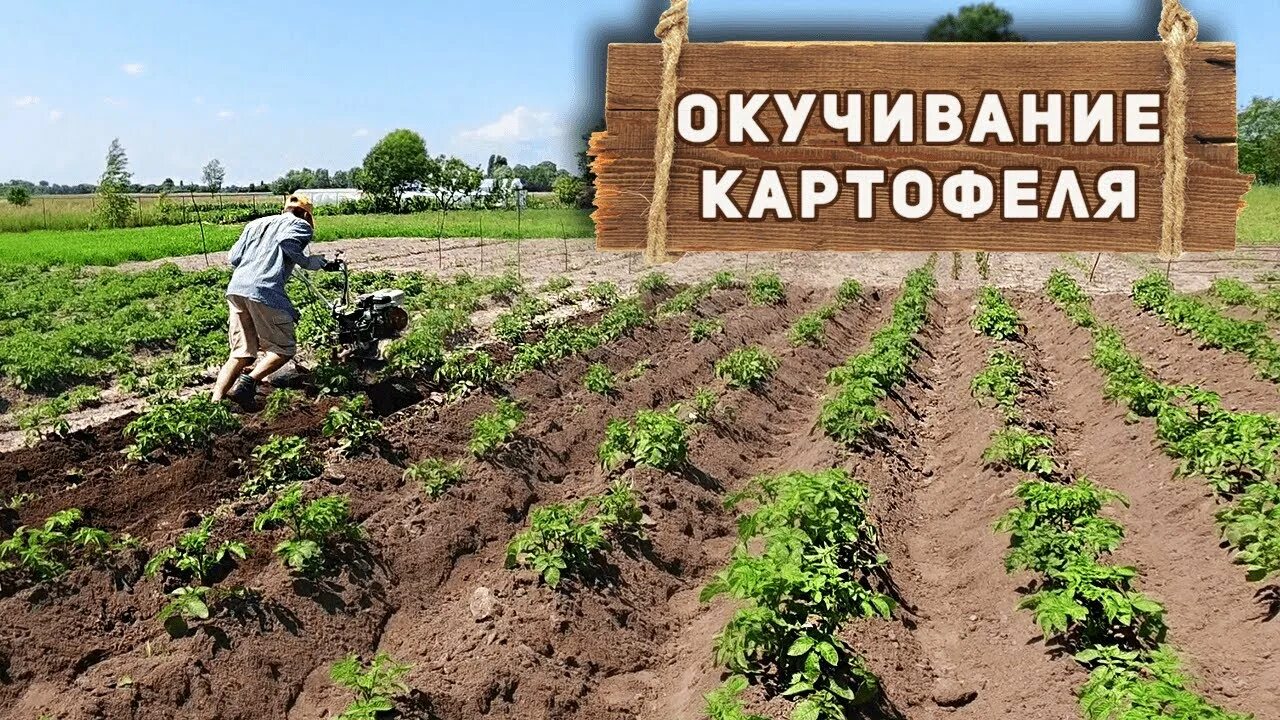 Окучивать это. Окучивание картофеля. Окучивать картошку. Окучивание картошки. Окучивание картошки мотоблоком.