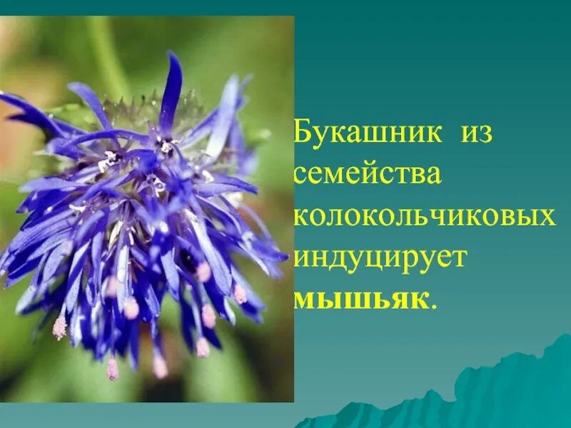 Растения которые помогают искать полезные ископаемые. Растение букашник из семейства колокольчиковых. мышьяк растение. растения и полезные ископаемые. растения как полезные ископаемые.