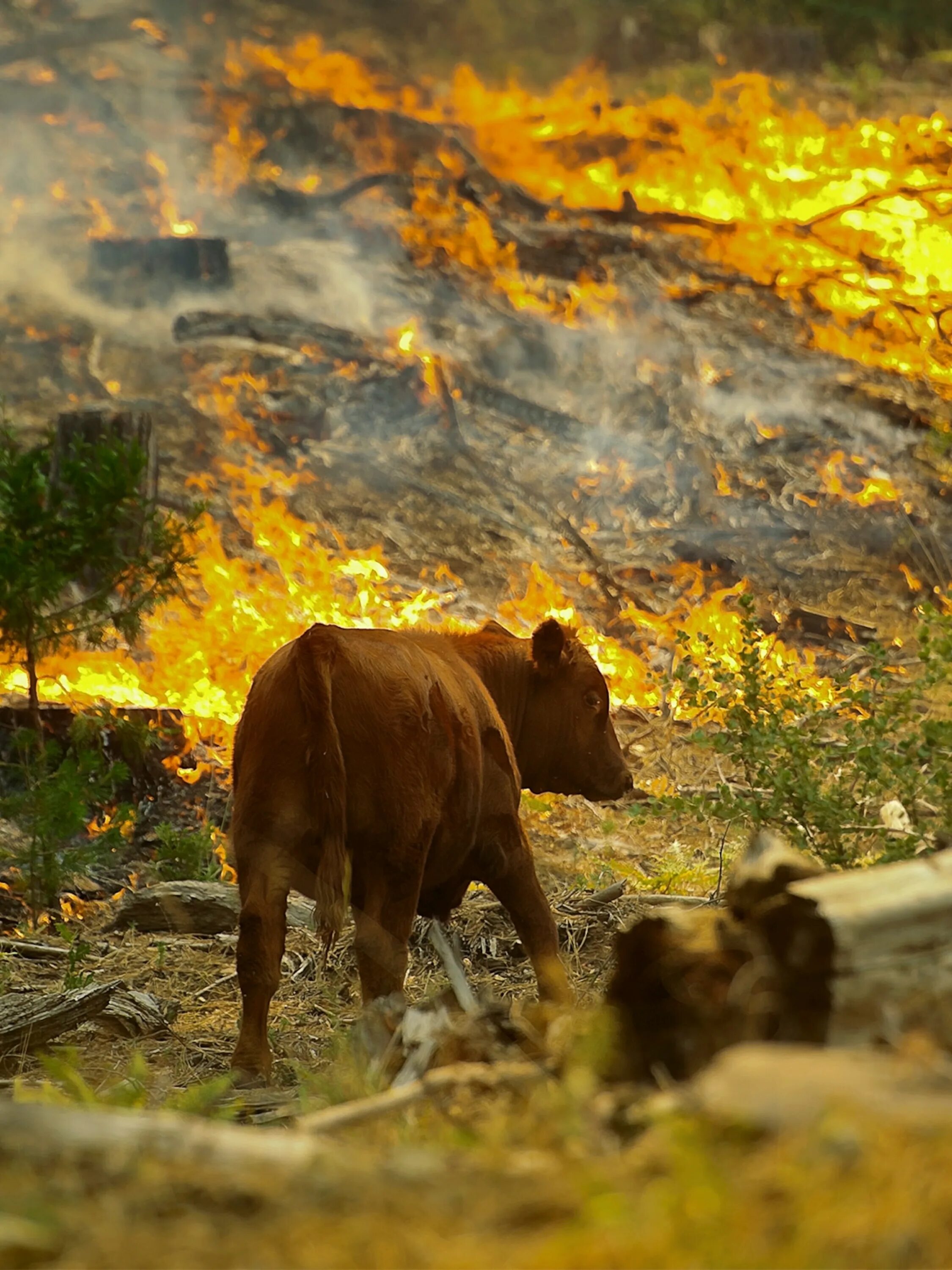 Destroy wildlife. Пожар в лесу и звери. Горящий лес с животными. Пожар Лесной животные. Животные бегут от пожара.