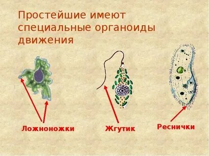 Органы движения строение