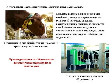 Какие процессы можно автоматизировать в животноводстве