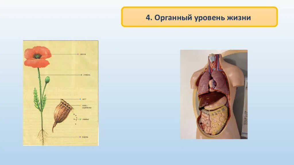 Органный уровень организации жизни. Процессы органного уровня. Органный уровень это в биологии.