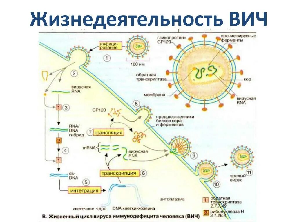 Жизненный цикл вируса иммунодефицита. Жизненный цикл СПИДА. Жизненный цикл ВИЧ инфекции схема. Жизненном цикле ВИЧ.