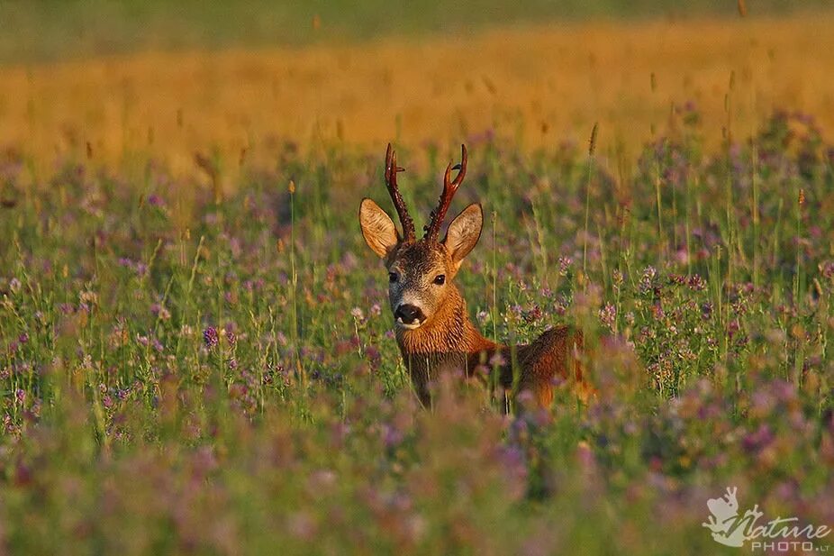 Косуля куршская коса. Латвия флора и фауна. Куршская коса кабанчики. Кавказский благородный олень краснодарского края. Европейская косуля.