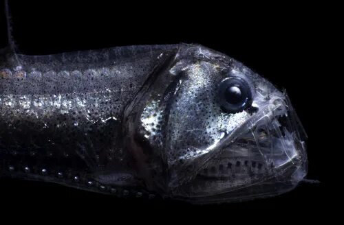 Как выглядит рыба гадюка Kaamyetd adlı kullanıcının Aquatic creatures panosundaki Pin