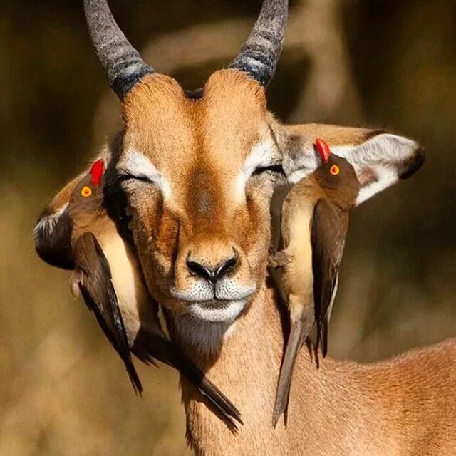 Capture animals