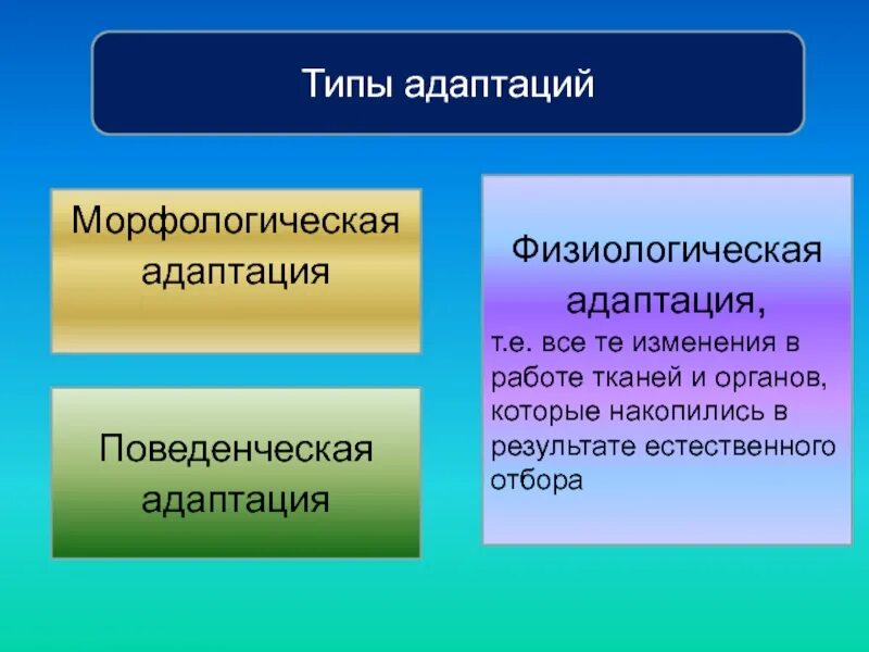 Какими бывают адаптации. Типы адаптации. Морфологические адаптации. Формы морфологической адаптации. Морфологические адаптации организмов.