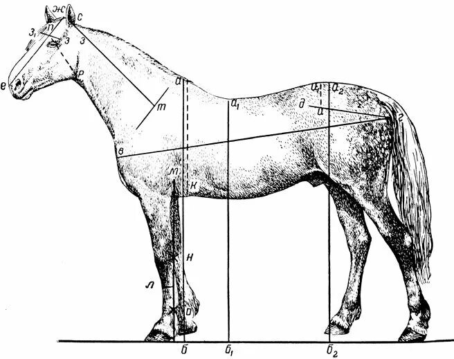 Какая длина лошади. Измерение промеров лошади. Замеры промеры лошадей. Правильный экстерьер лошади. Точки взятия промеров у лошадей.