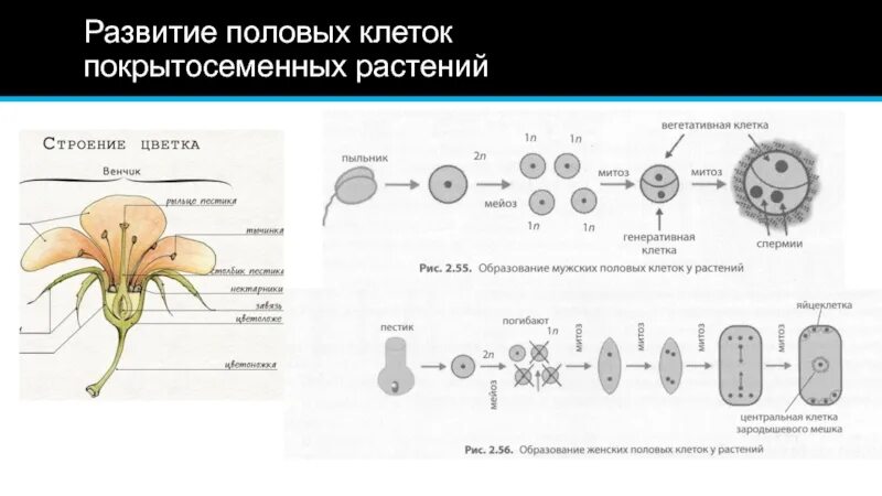 Образование зиготы у покрытосеменных. Этапы процесса формирования половых клеток у растений. Этапы развития половых клеток у растений таблица. Развитие половых клеток у высших растений двойное оплодотворение. Формирование половых клеток у цветковых растений.