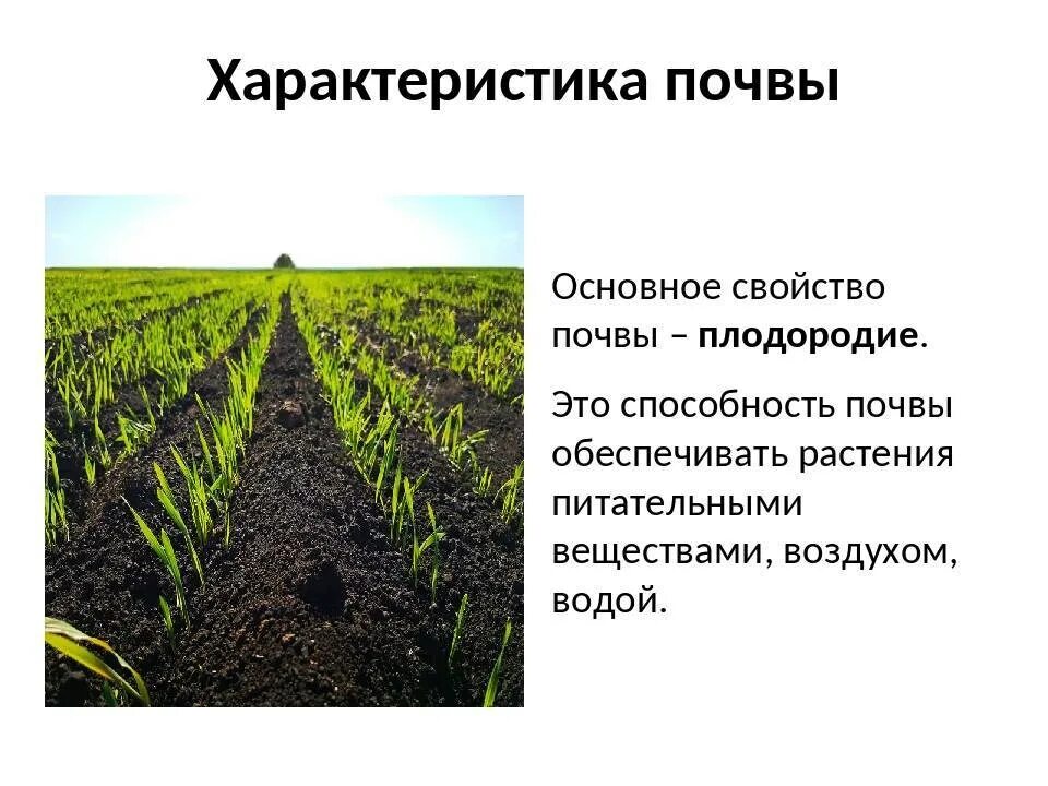 Повышение плодородие почвы называется. Почва плодородие почвы. Основное свойство почвы плодородие. Характеристика почвы. Особенности плодородия почвы.