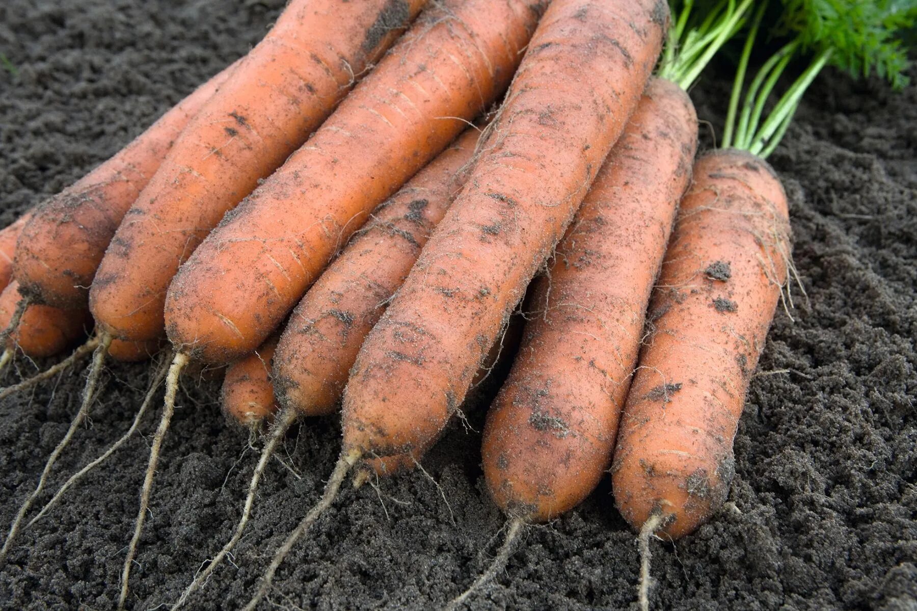 Купить морковь оптом. Семена Бейо морковь. Морковь номинатор. Морковь семена Bejo. Морковь Норвегия f1.