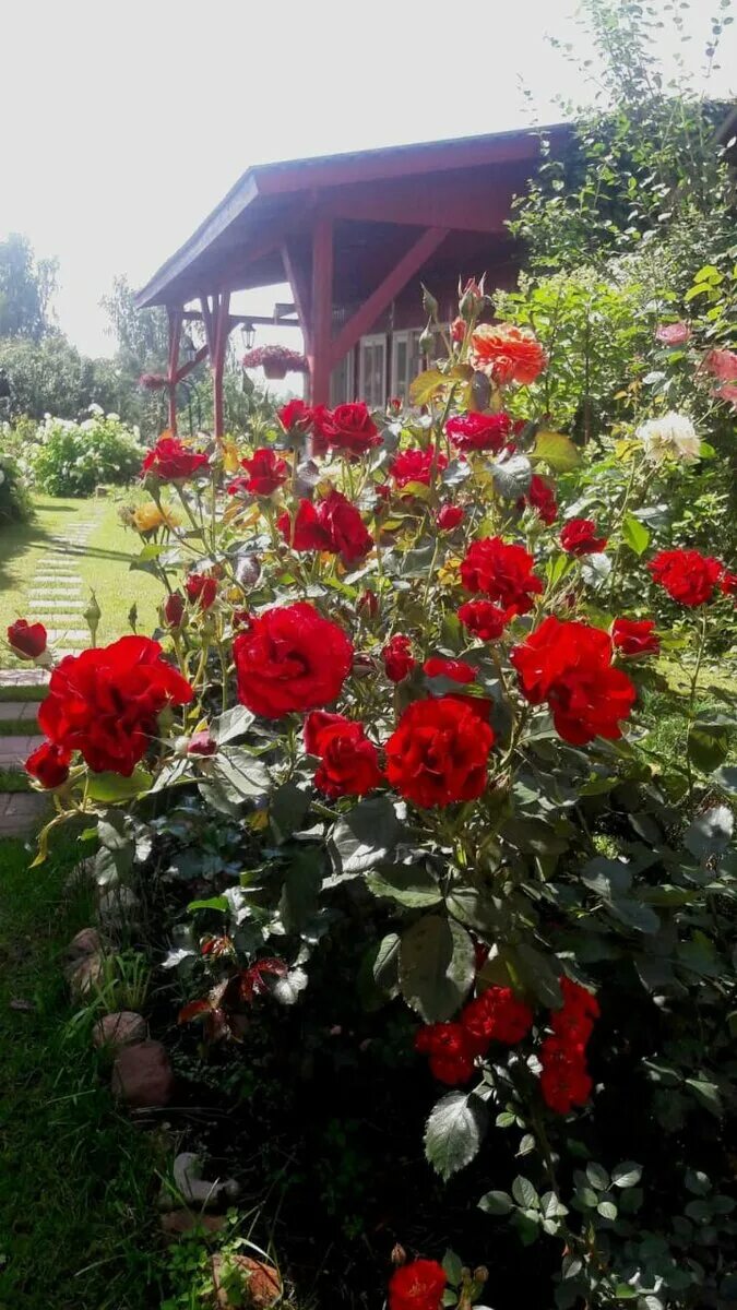 Цветочница анюта розы весной. Цветочница Анюта розы в саду. Розы для Анюты.