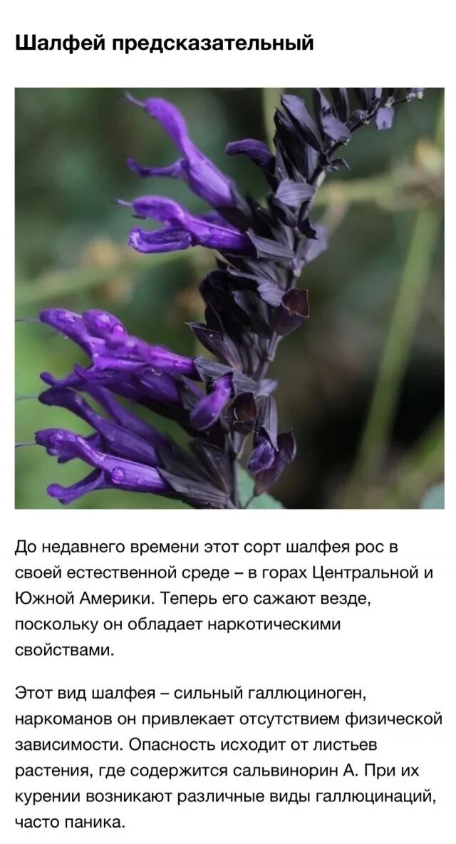 Цветы запрещенные к выращиванию 2024. Список запрещенных растений. Цветы которые запрещено выращивать. Растения запрещенные к выращиванию. Запрещённые растения в России.
