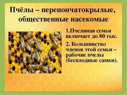 Почему пчел относят