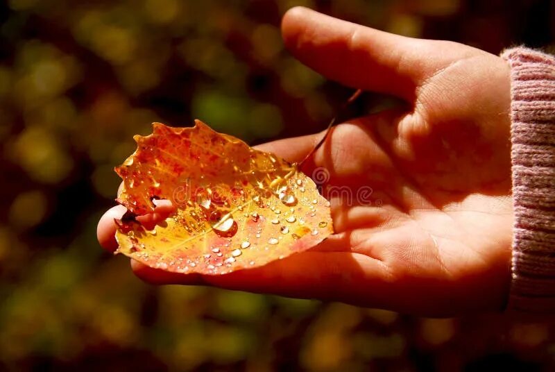 Autumn falling leaves hand stock image. Image of park - 78684789