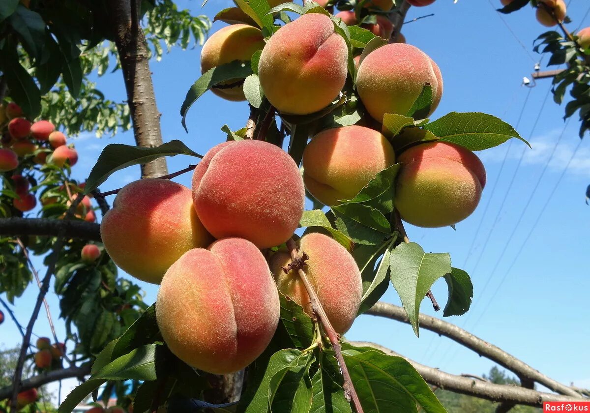 заюково персик фиделия. нектарин красная горка. персик елгавский саженцы. персик сорт бархатный. персик бархатный описание.